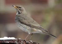 Black-throated Thrush Newholm Yorks Feb 2010
