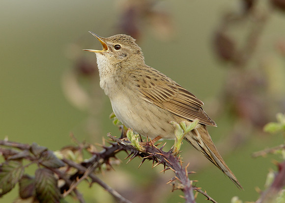 Grasshopper Warbler Locustella naevia