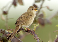Grasshopper Warbler Locustella naevia