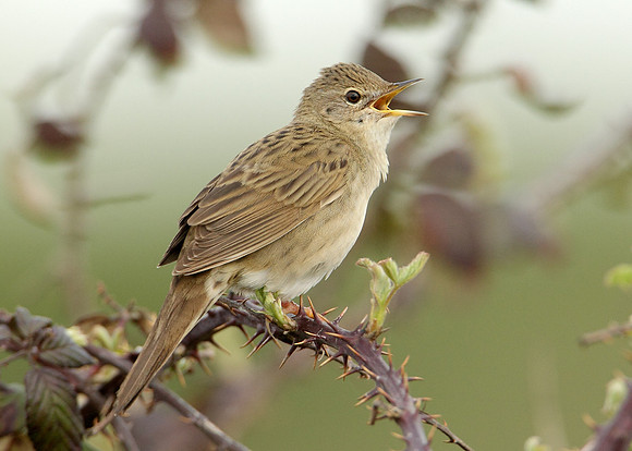 Grasshopper Warbler Locustella naevia