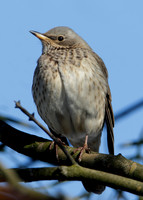 Black-throated Thrush Turdus atrogularis