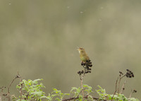 Grasshopper Warbler Locustella naevia