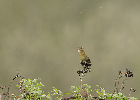 Grasshopper Warbler Locustella naevia