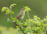 Grasshopper Warbler Locustella naevia