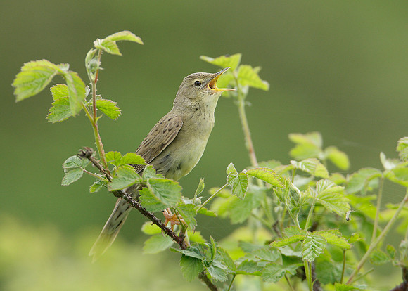 Grasshopper Warbler Locustella naevia