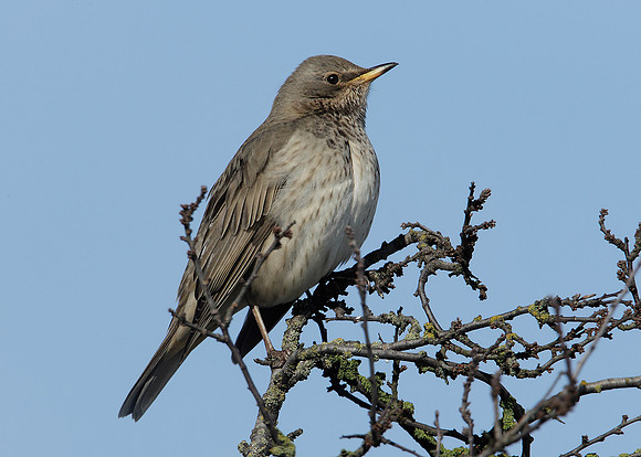 Black-throated Thrush Turdus atrogularis