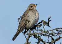 Black-throated Thrush Turdus atrogularis