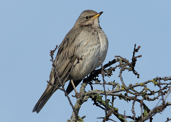 Black-throated Thrush Turdus atrogularis