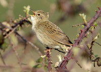 Grasshopper Warbler Locustella naevia