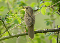 Grasshopper Warbler Locustella naevia