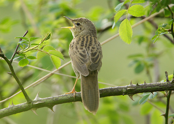 Grasshopper Warbler Locustella naevia