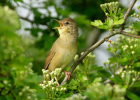 Grasshopper Warbler Locustella naevia
