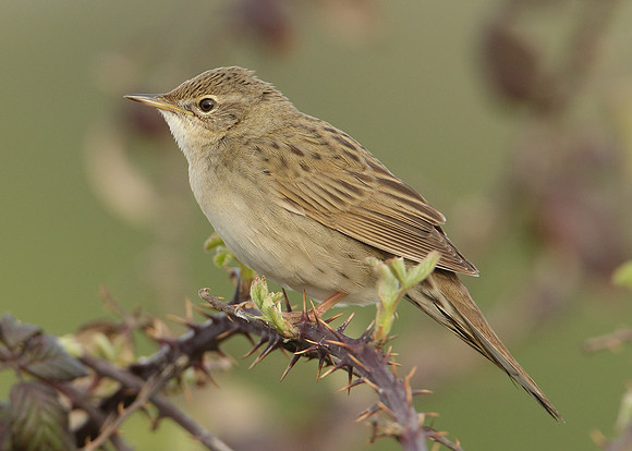Grasshopper Warbler Locustella naevia