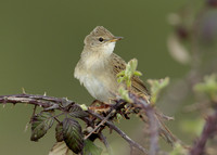 Grasshopper Warbler Locustella naevia