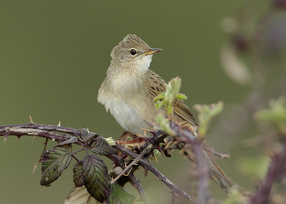 Grasshopper Warbler Locustella naevia