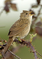 Grasshopper Warbler Locustella naevia
