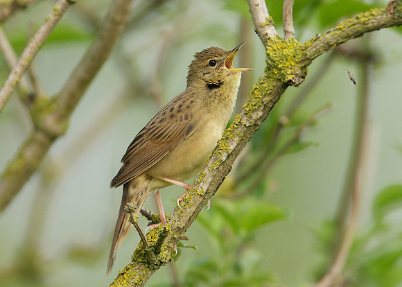 Grasshopper Warbler Locustella naevia