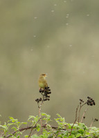 Grasshopper Warbler Locustella naevia