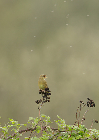Grasshopper Warbler Locustella naevia