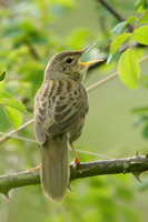 Grasshopper Warbler Locustella naevia