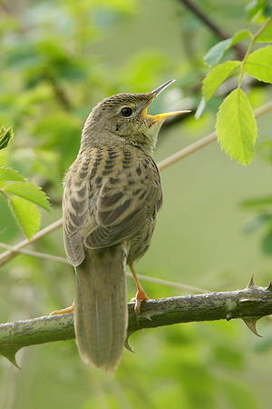 Grasshopper Warbler Locustella naevia