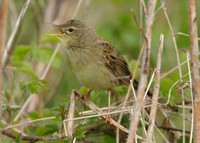 Grasshopper Warbler Locustella naevia