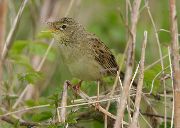 Grasshopper Warbler Locustella naevia