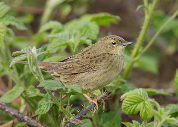 Grasshopper Warbler Locustella naevia