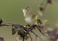 Grasshopper Warbler Locustella naevia