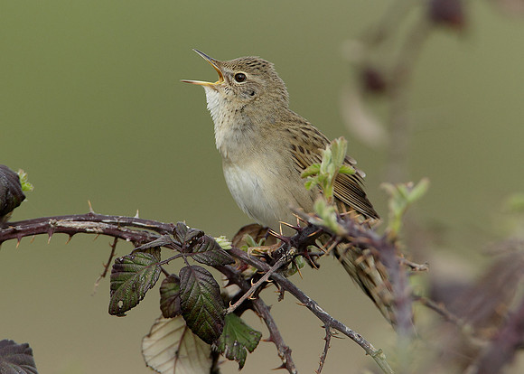 Grasshopper Warbler Locustella naevia