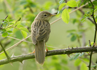 Grasshopper Warbler Locustella naevia