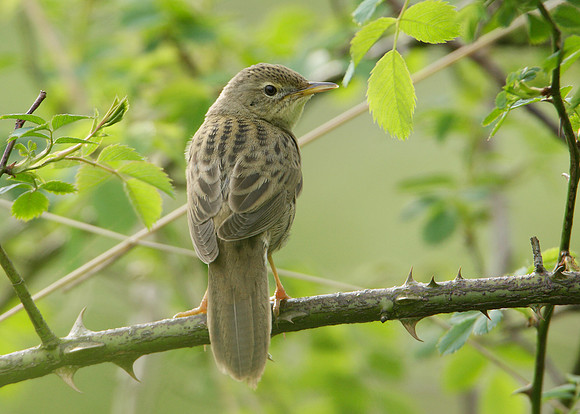 Grasshopper Warbler Locustella naevia