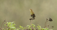 Grasshopper Warbler Locustella naevia