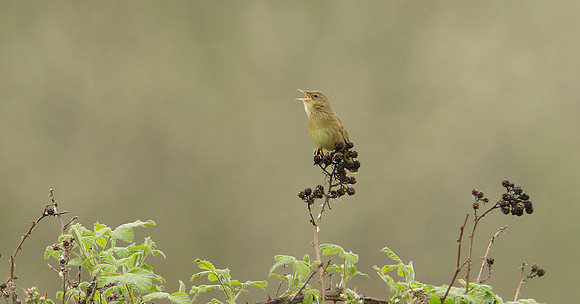 Grasshopper Warbler Locustella naevia