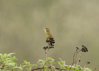 Grasshopper Warbler Locustella naevia