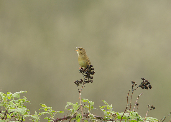 Grasshopper Warbler Locustella naevia