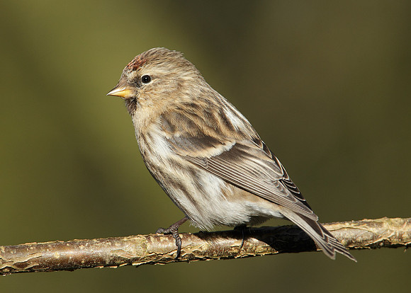 Redpoll Carduelis flammea