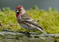 Redpoll Carduelis flammea
