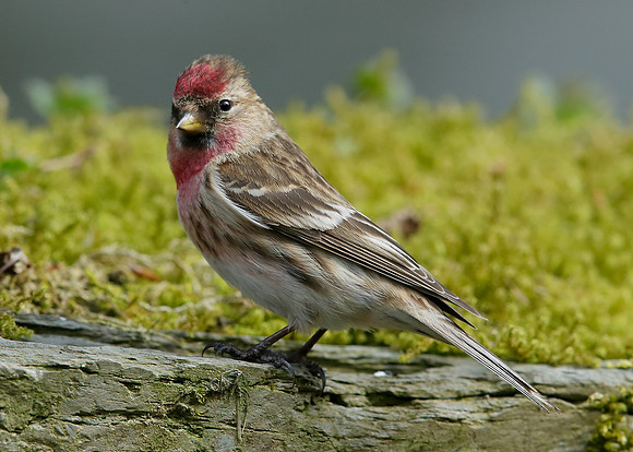 Redpoll Carduelis flammea