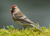 Redpoll Carduelis flammea