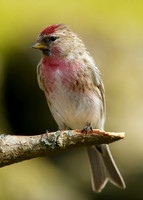 Redpoll Carduelis flammea