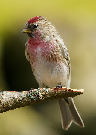Redpoll Carduelis flammea