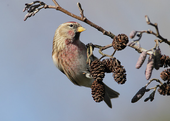 Redpoll Carduelis flammea;
