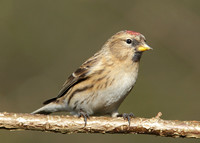 Redpoll Carduelis flammea