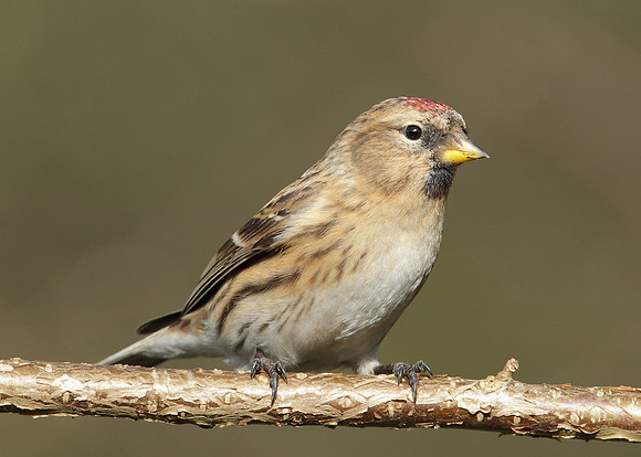 Redpoll Carduelis flammea