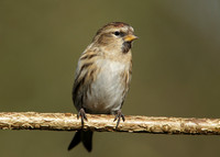 Redpoll Carduelis flammea