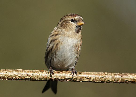 Redpoll Carduelis flammea