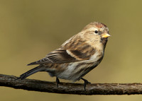 Redpoll Carduelis flammea