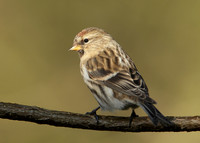Redpoll Carduelis flammea