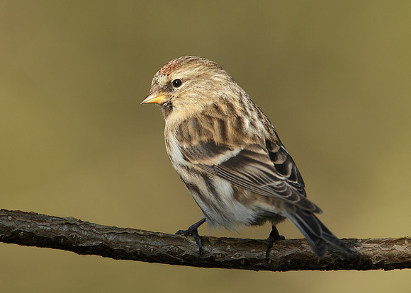 Redpoll Carduelis flammea